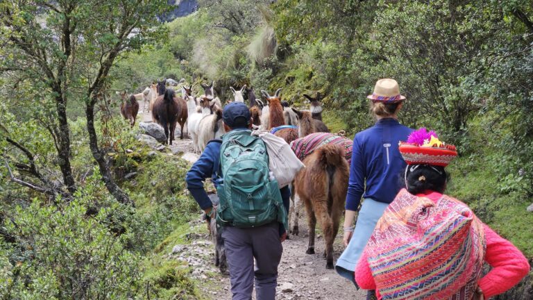experiencia con llamas