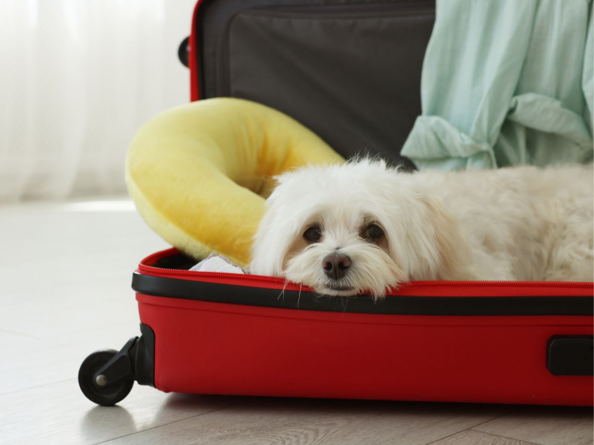 viajar a peru con mascotas