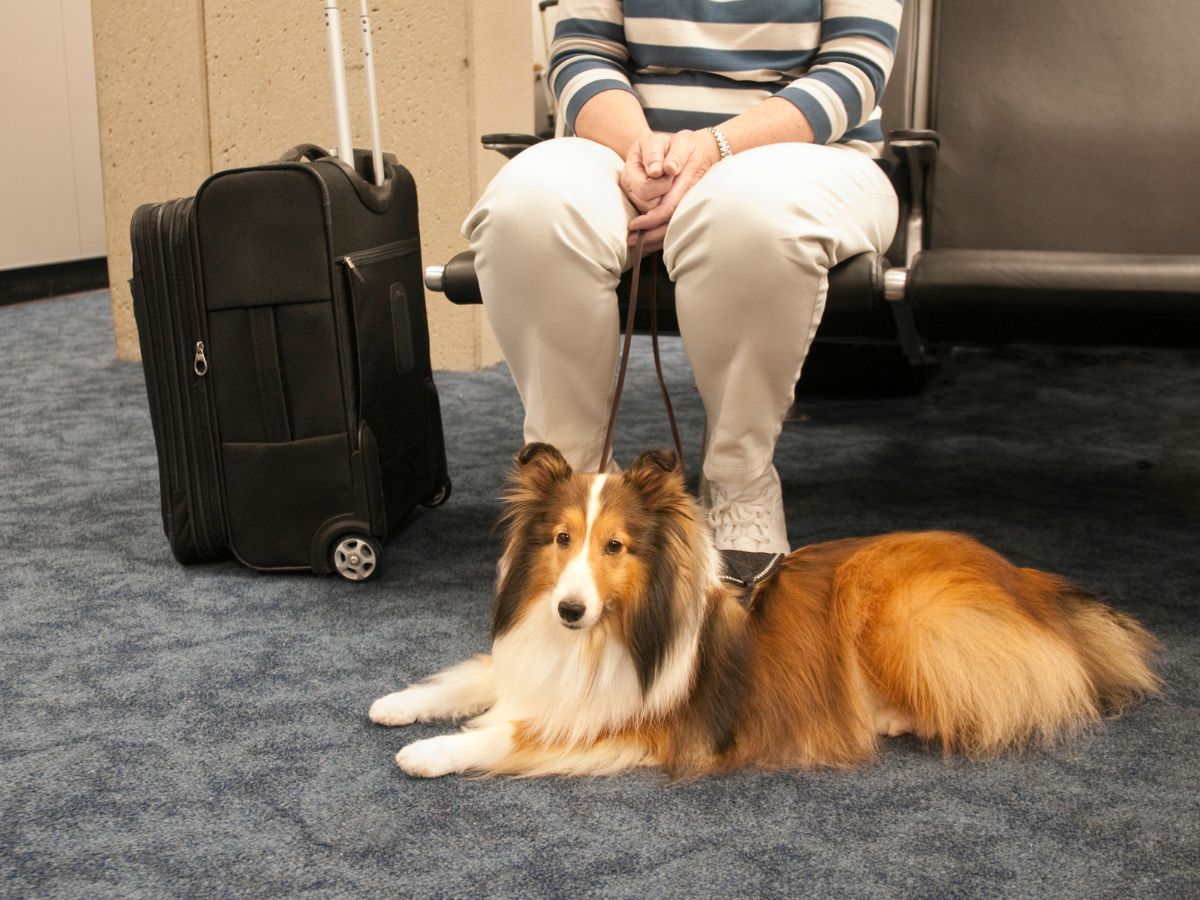 viajar a peru con mascotas